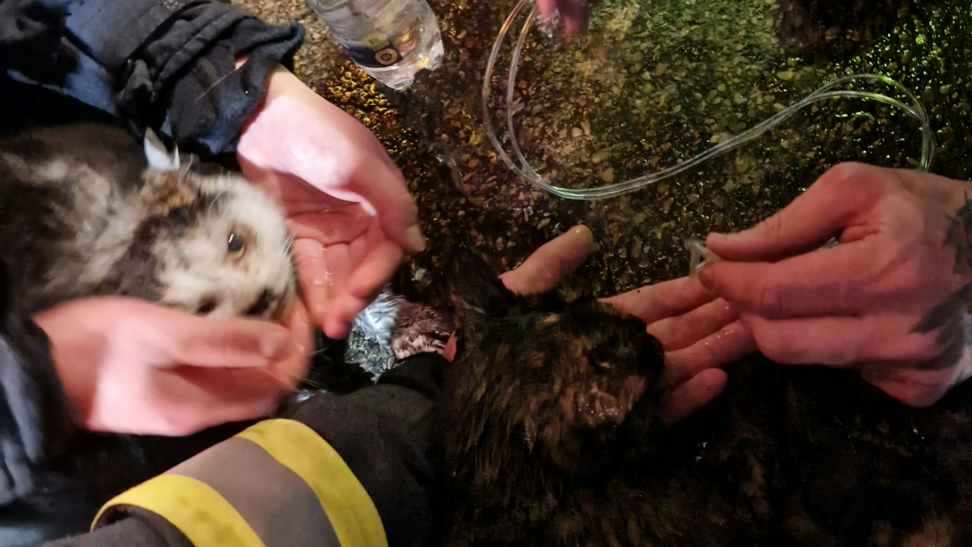 Feuerwehrleute kümmern sich um eine verschreckt wirkende Katze.