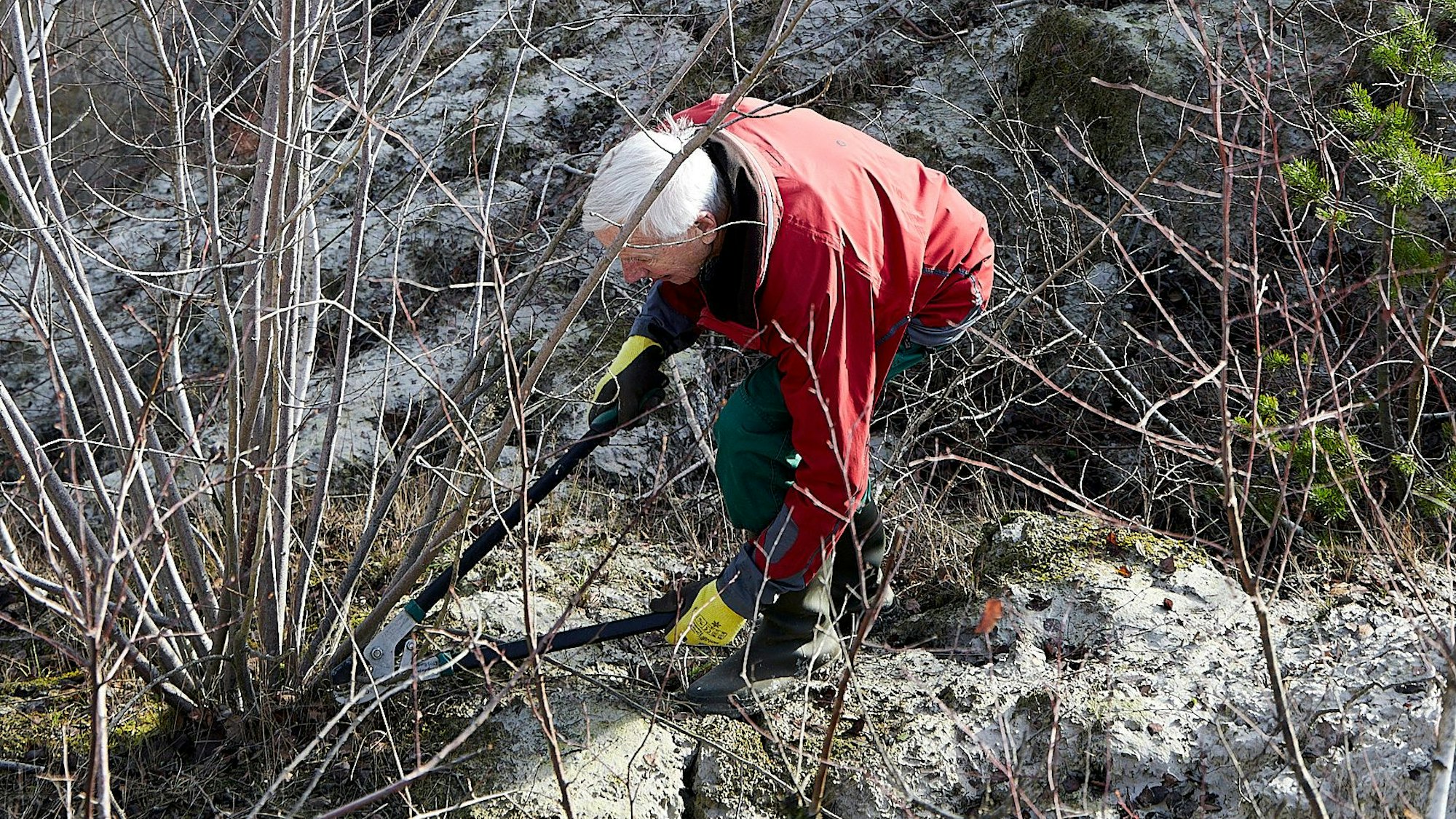 Ein Mann schneidet mit einer großen Schere dickere Äste ab einem Strauch ab.