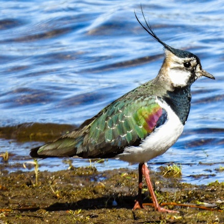 Ein Vogel mit typischer Kopffeder vor einer Wasserfläche.