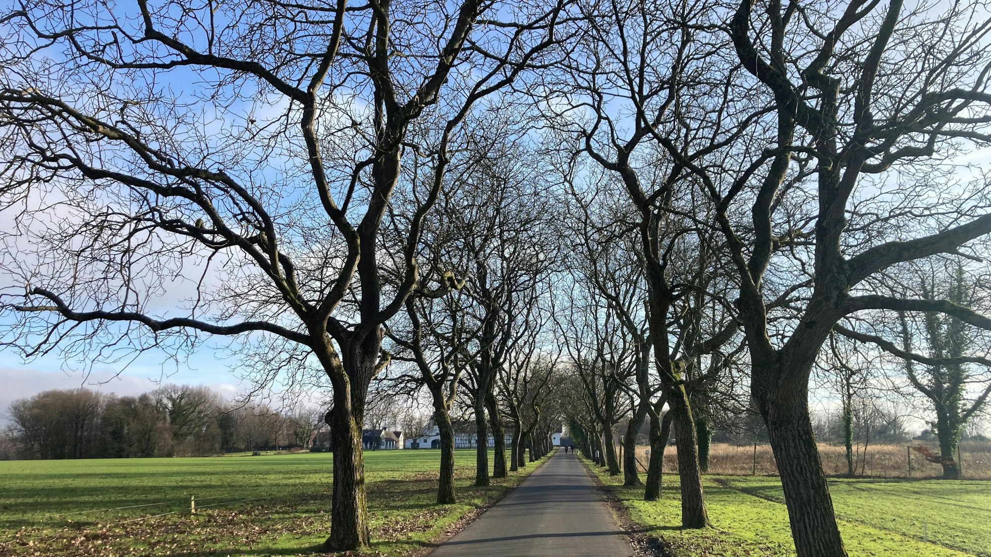 Nussbaumallee auf dem Mönchweg an der Wahnbachtalsperre.