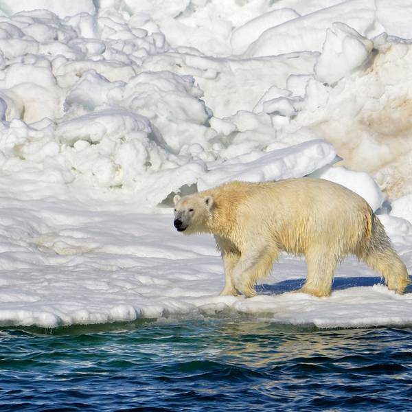 Auf diesem vom U.S. Geological Survey veröffentlichten Foto trocknet sich ein Eisbär ab, nachdem er in der Tschuktschensee in Alaska geschwommen ist.