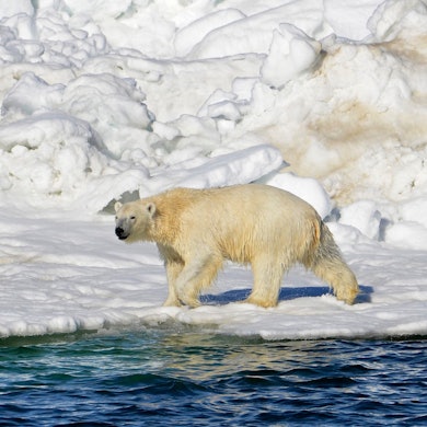 Auf diesem vom U.S. Geological Survey veröffentlichten Foto trocknet sich ein Eisbär ab, nachdem er in der Tschuktschensee in Alaska geschwommen ist.