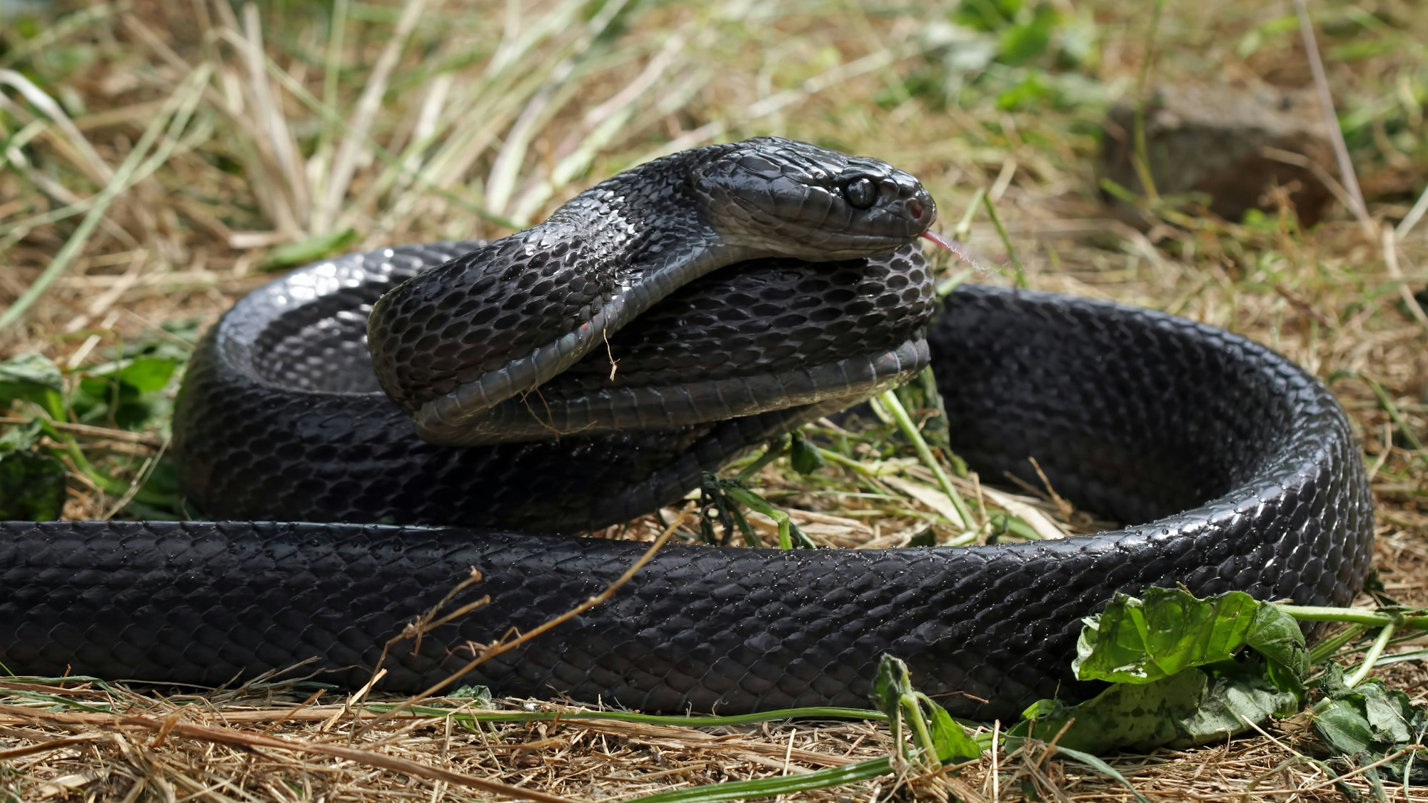 Eine Schwarzotter hat sich in Queensland in einer Toilette versteckt (Symbolbild).