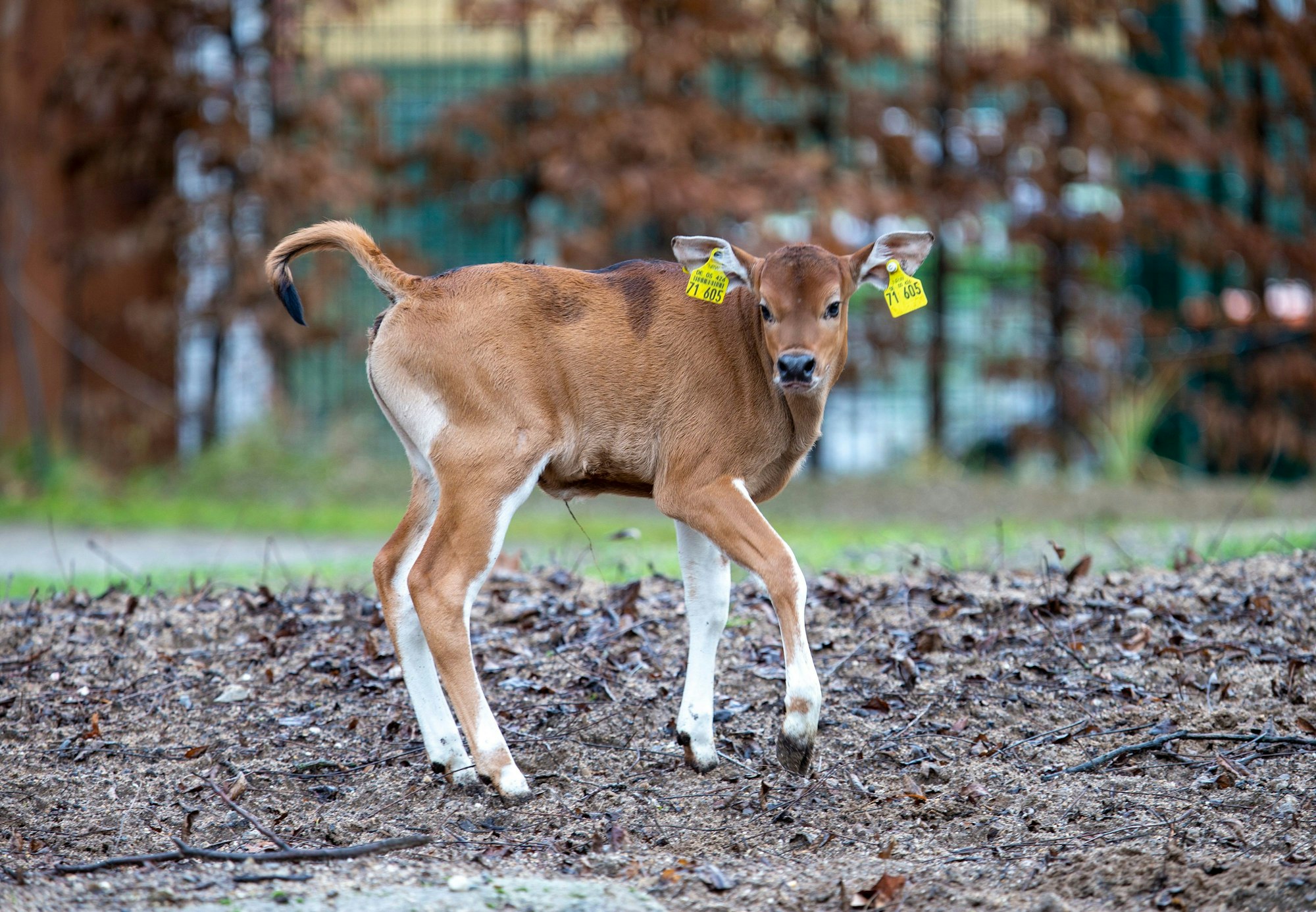 Die Besucher können Joseph im Außengehege bewundern.