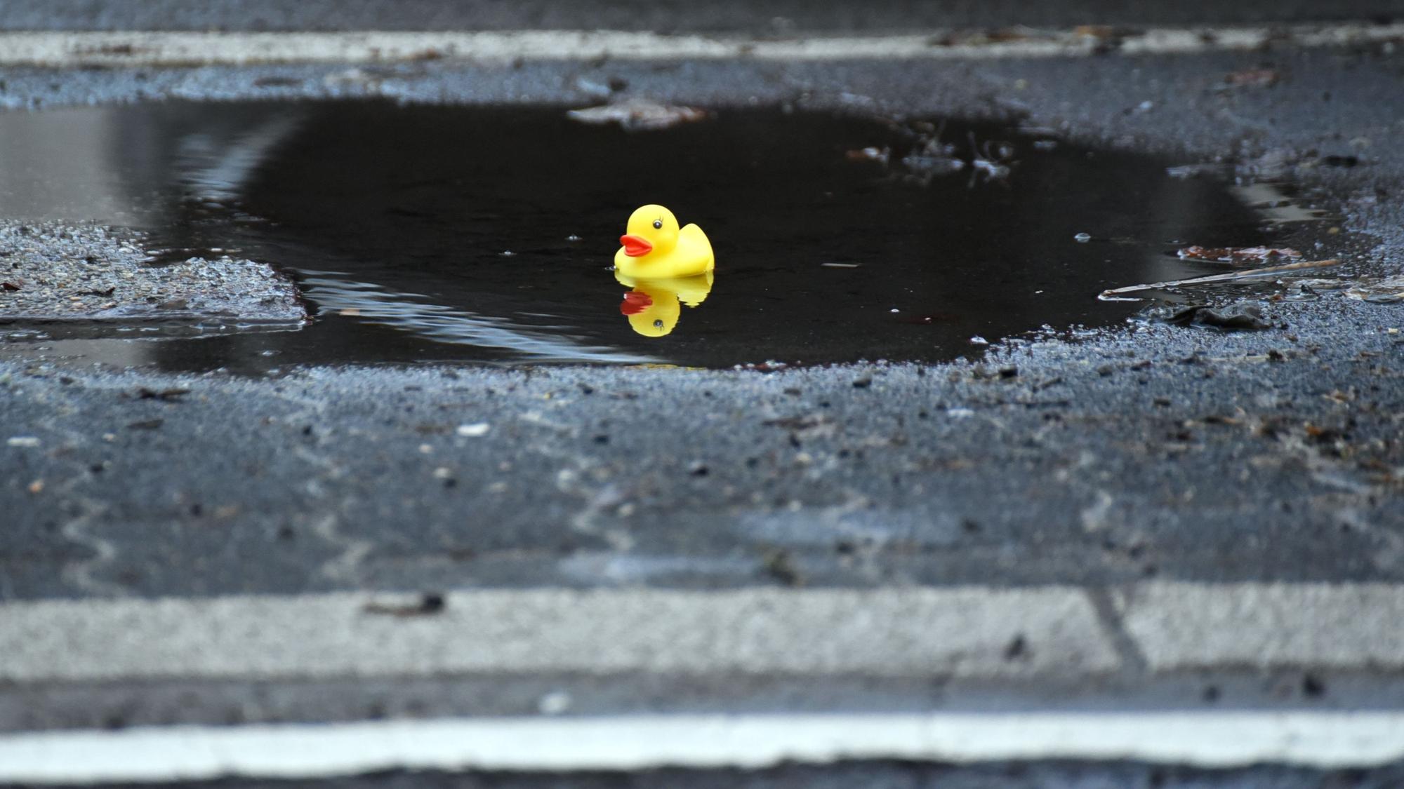 Zwar sind die Schlaglöcher in Oberbergs Straßen mit Regenwasser vollgelaufen, doch wird es erst gefährlich, wenn der Frost kommt. Unser Foto zeigt eine kleine Badeente, die in einer Lindlarer Pfütze treibt.