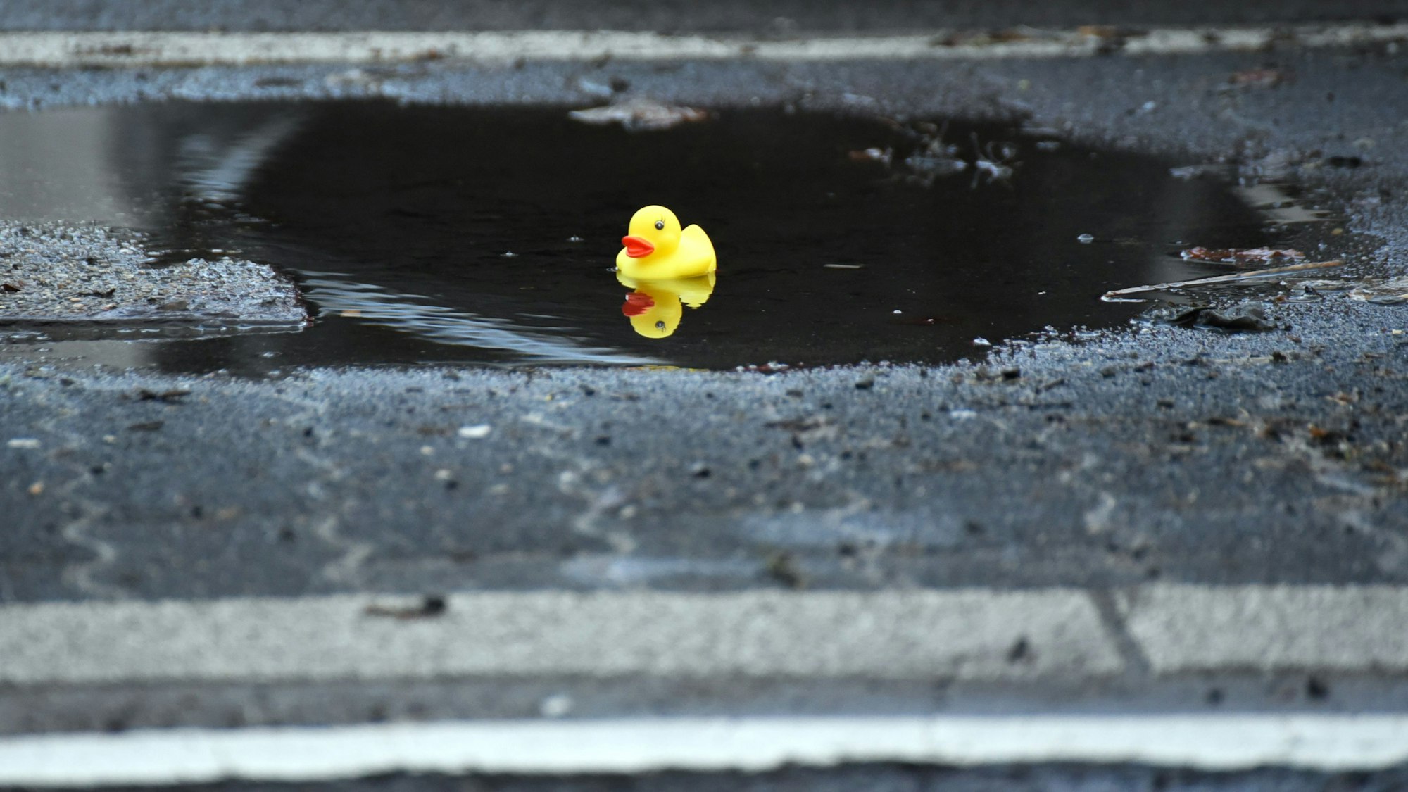Zwar sind die Schlaglöcher in Oberbergs Straßen mit Regenwasser vollgelaufen, doch wird es erst gefährlich, wenn der Frost kommt. Unser Foto zeigt eine kleine Badeente, die in einer Lindlarer Pfütze treibt.