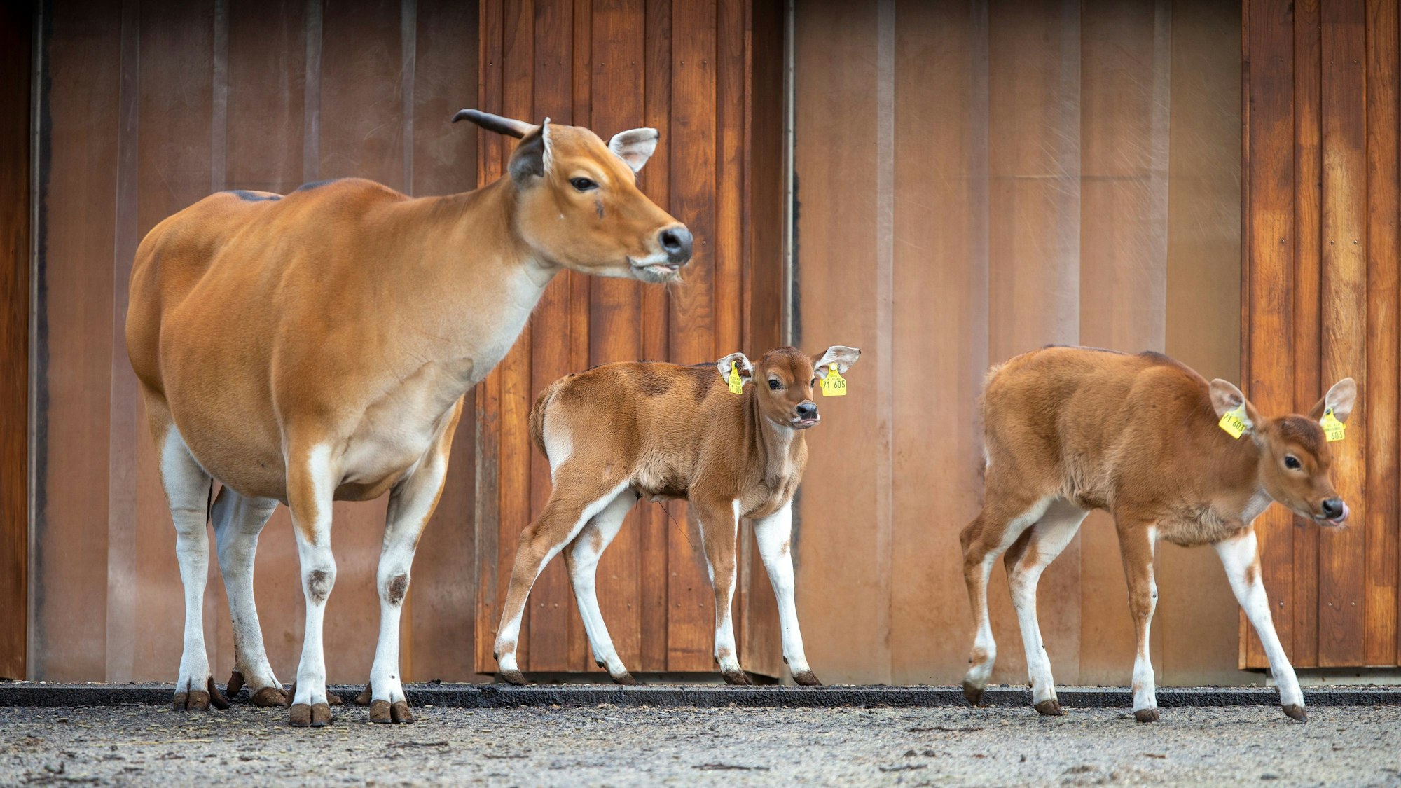 Zwei Kälbchen und ein Muttertier stehen im Gehege.