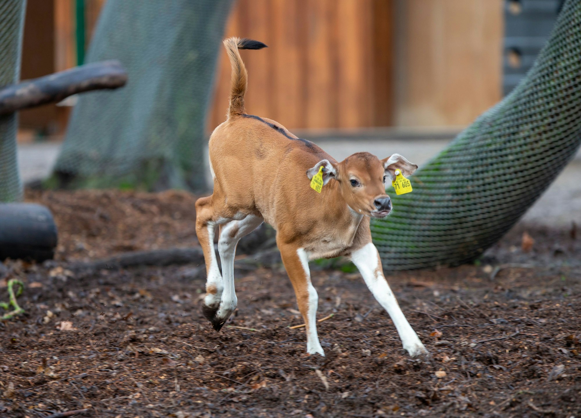 Joseph tollt durch das Gehege.