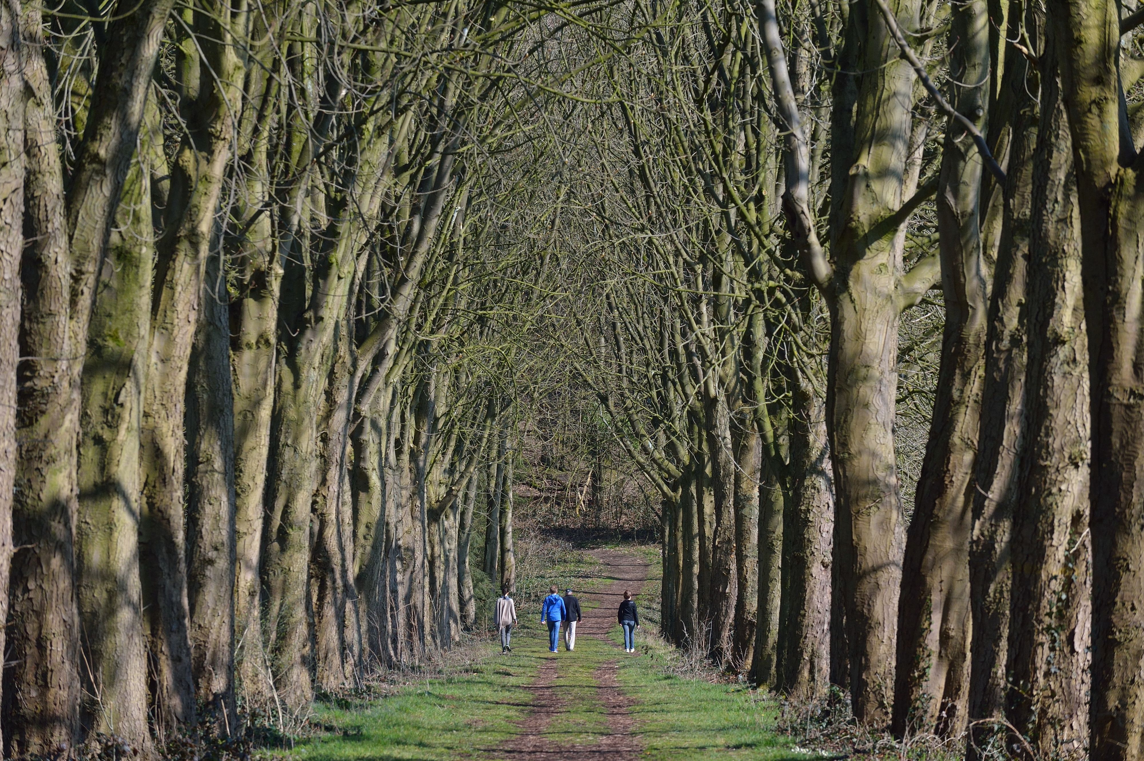 Alte Allee in Odenthal-Menrath. Spaziergänger gehen hindurch.