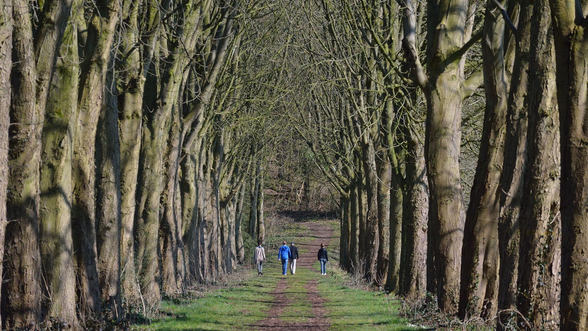 Alte Allee in Odenthal-Menrath. Spaziergänger gehen hindurch.