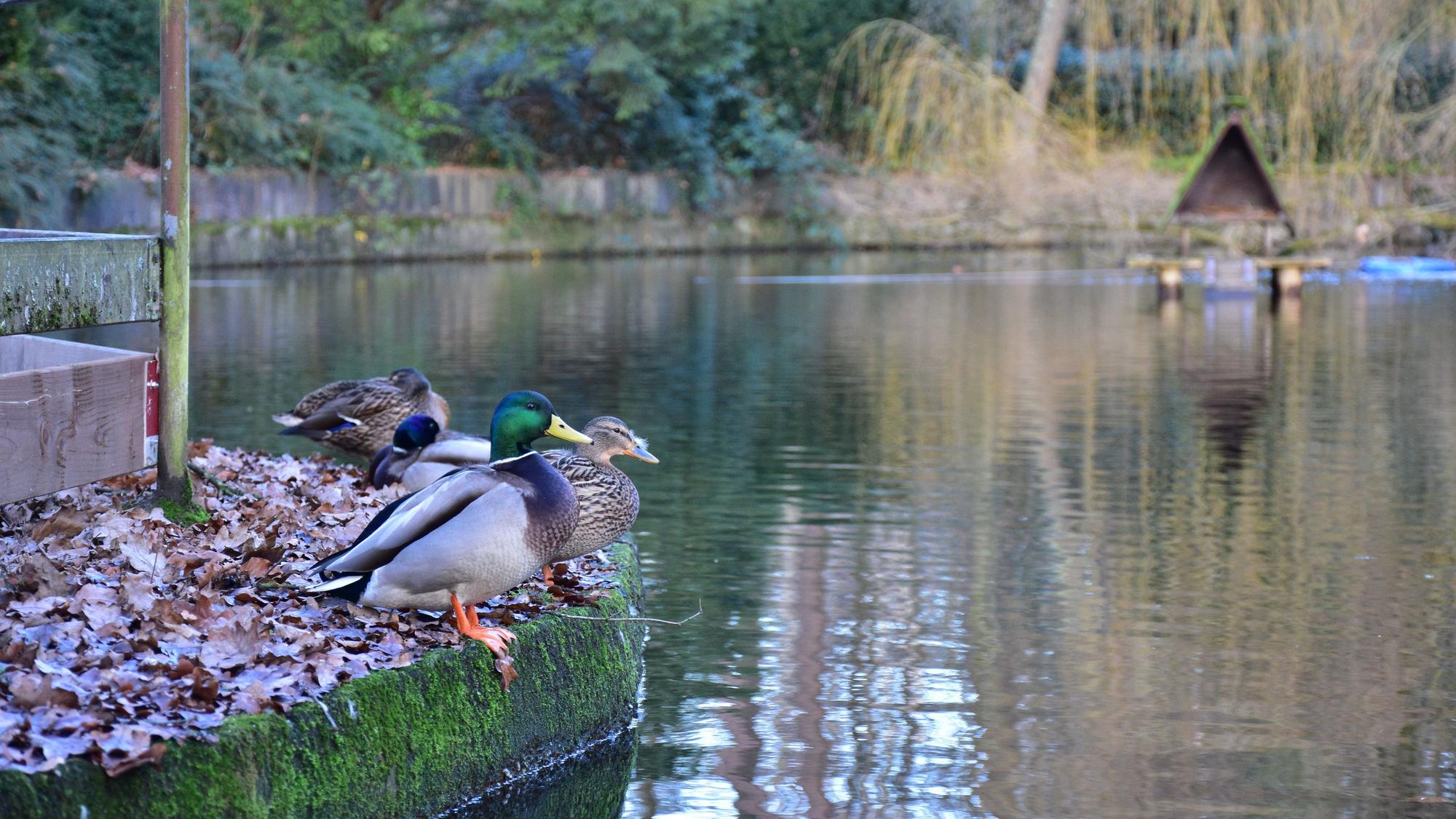 Enten am Teich