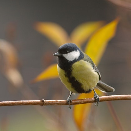 Eine Kohlmeise sitzt auf einem Ast.