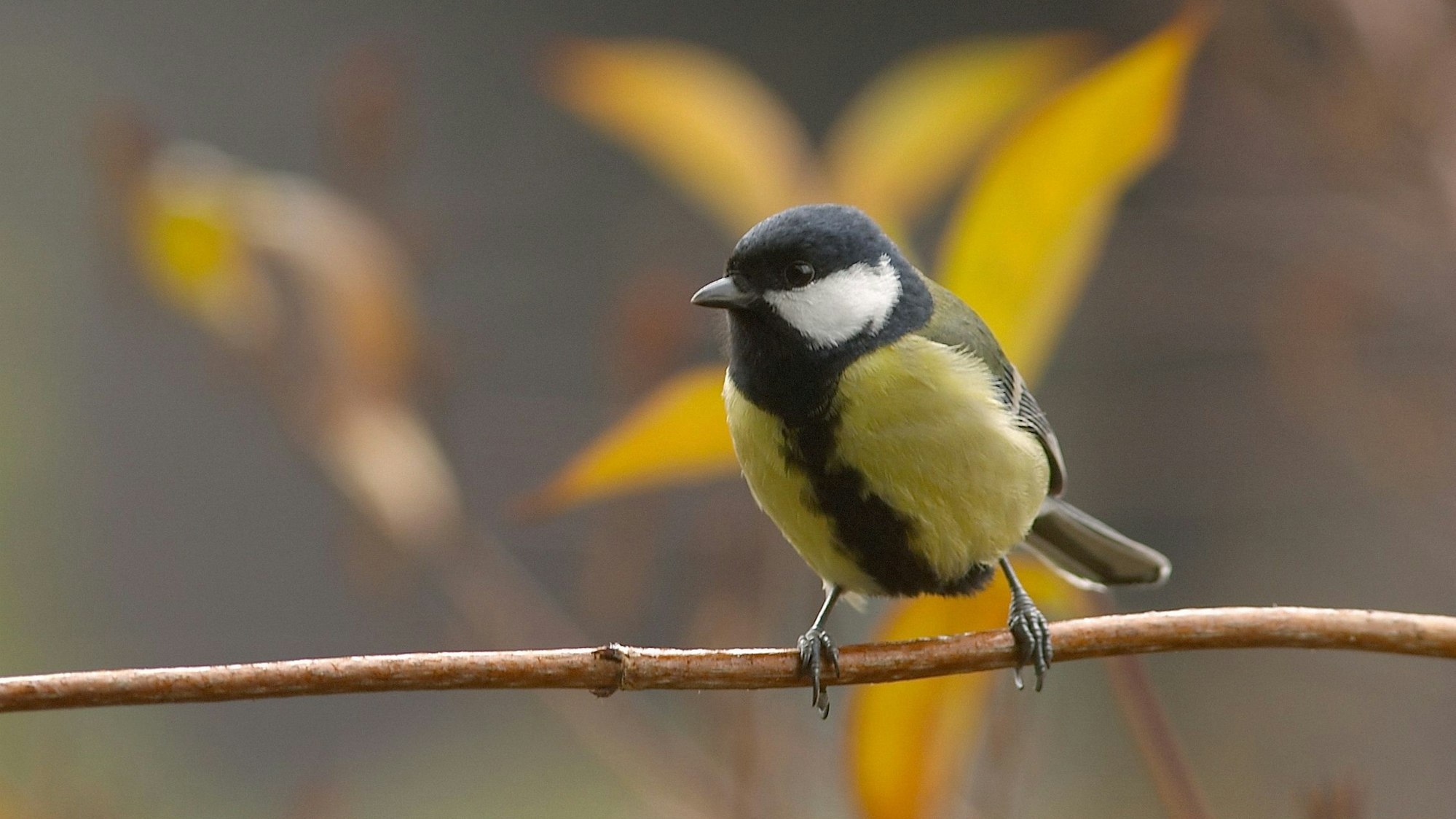 Eine Kohlmeise sitzt auf einem Ast.