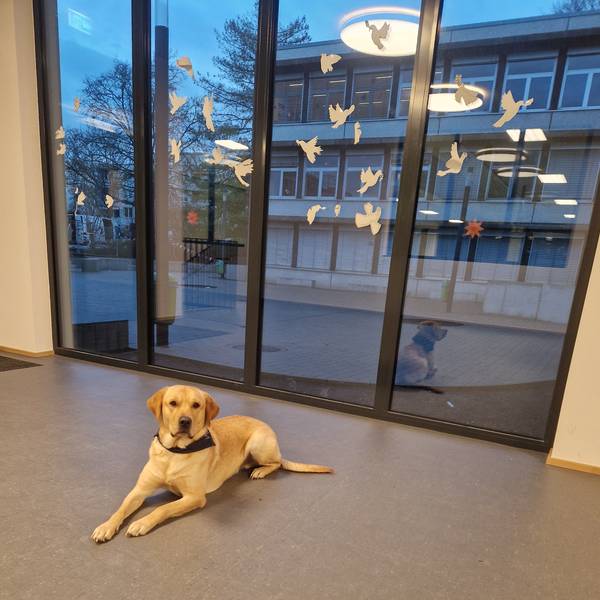 Zu sehen ist Schulhund Balu.