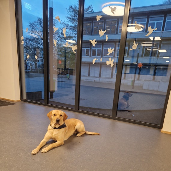 Zu sehen ist Schulhund Balu.