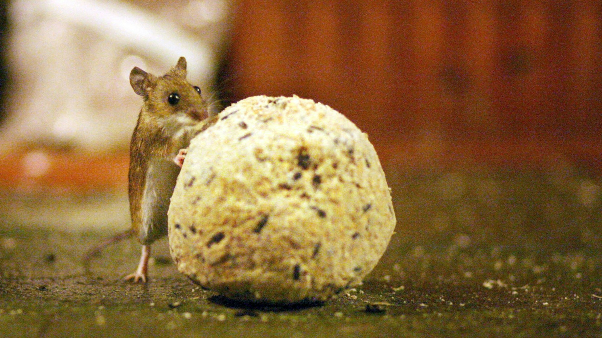 Eine Maus inspiziert einen Meisenknödel. In England räumt eines der Nagetiere eine Werkbank in einem Schuppen auf – nahezu in jeder Nacht. (Symbolbild)