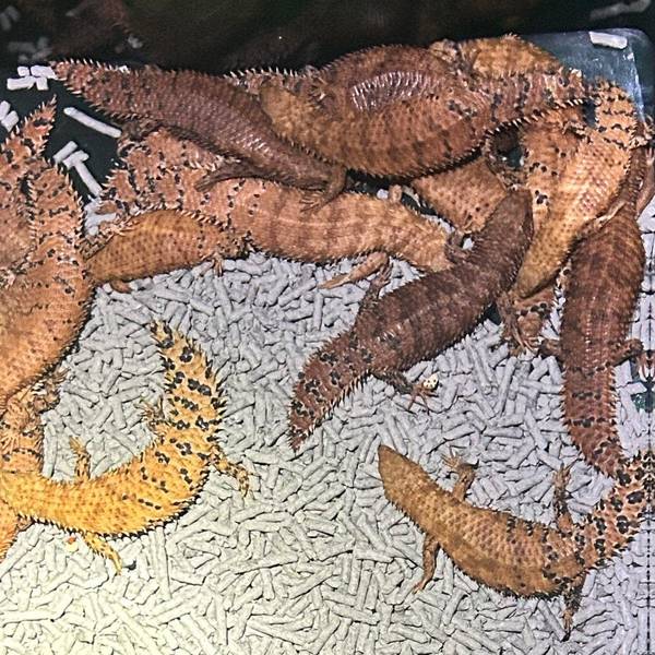 Ein Bild der Polizei von New South Wales zeigt australische Reptilien, die von der dortigen Polizei beschlagnahmt wurden.
