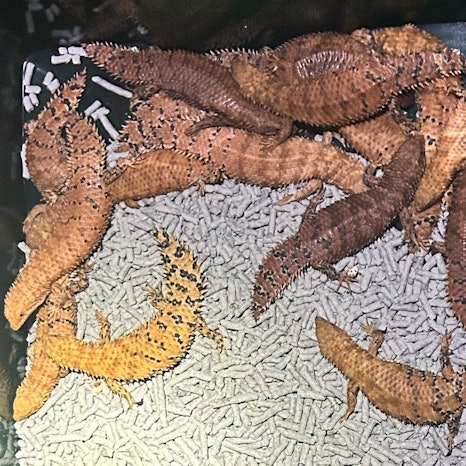 Ein Bild der Polizei von New South Wales zeigt australische Reptilien, die von der dortigen Polizei beschlagnahmt wurden.