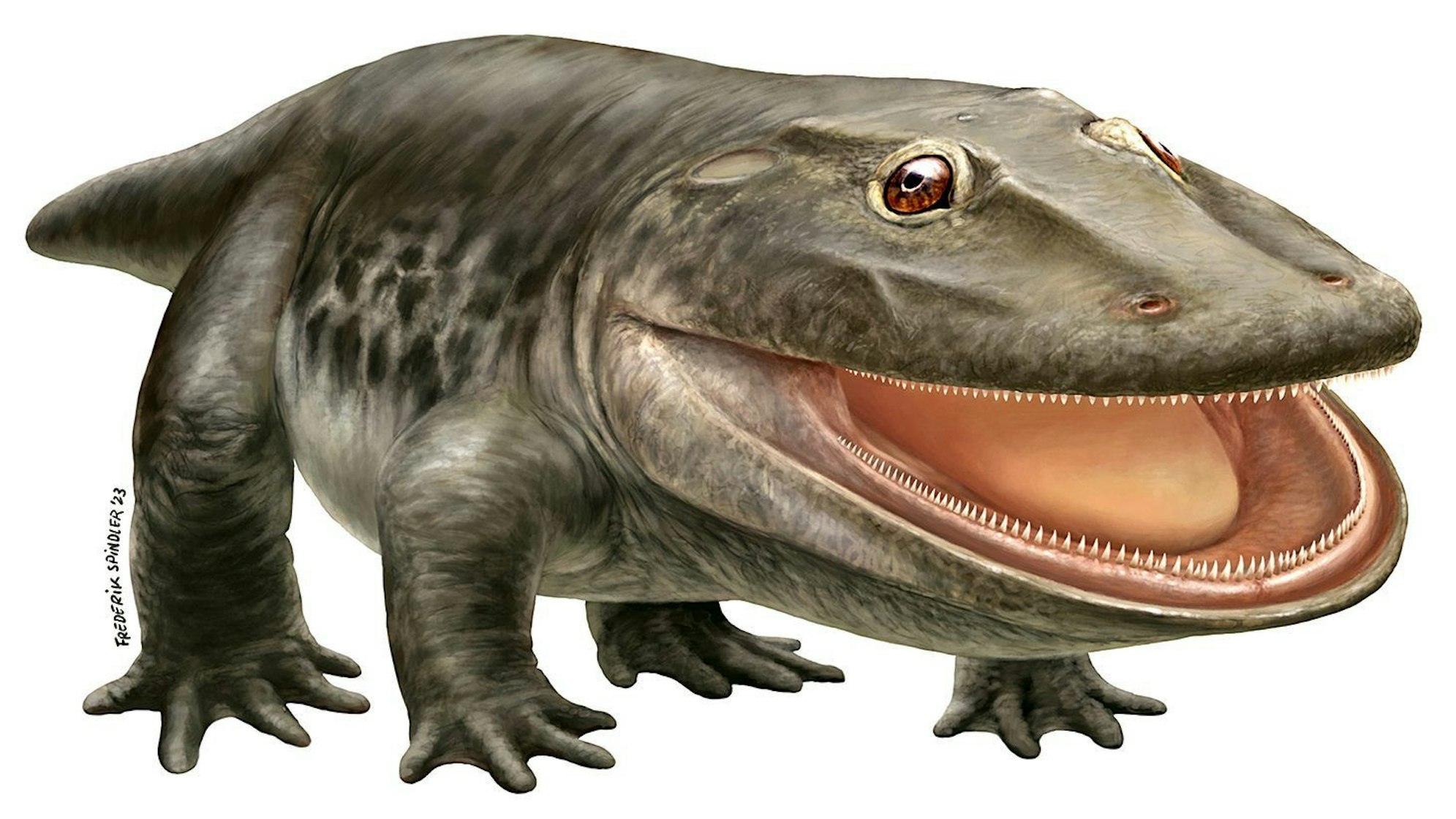 Der Ursaurier Stenokranio boldi in einer Zeichnung des Museums für Naturkunde in Berlin. Der im Rheinland entdeckte Ursaurier gilt als eines der größten Raubtiere seiner Zeit.