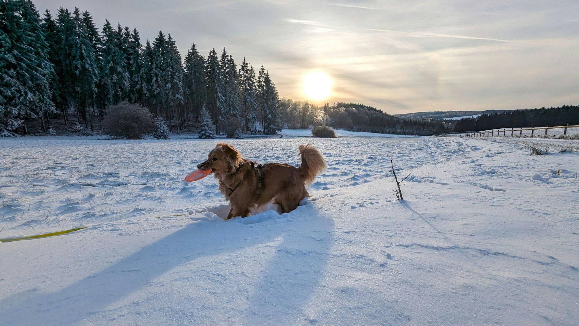 Verschneite Eifellandschaft mit Hund bei Nettersheim