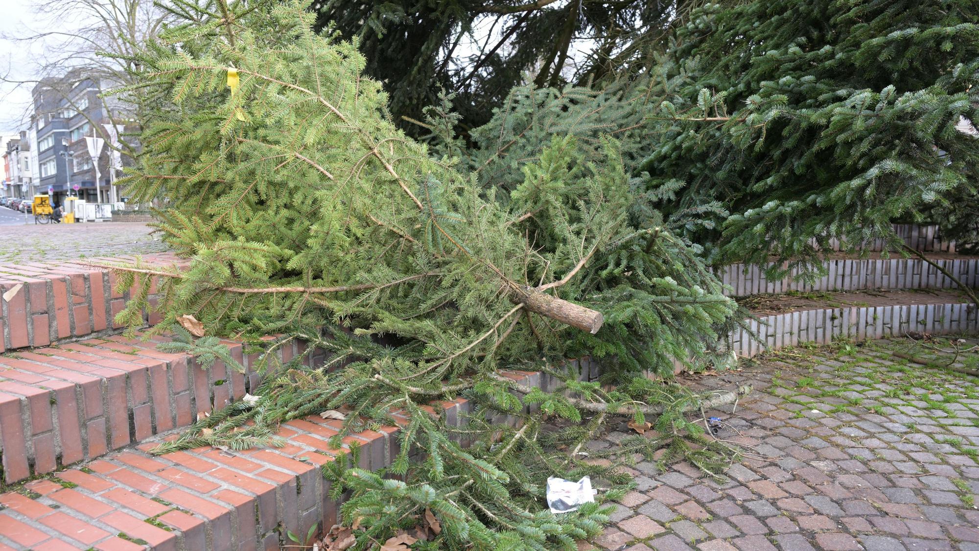 Das Foto zeigt einen abgeschmückten Weihnachtsbaum in Bergisch Gladbach