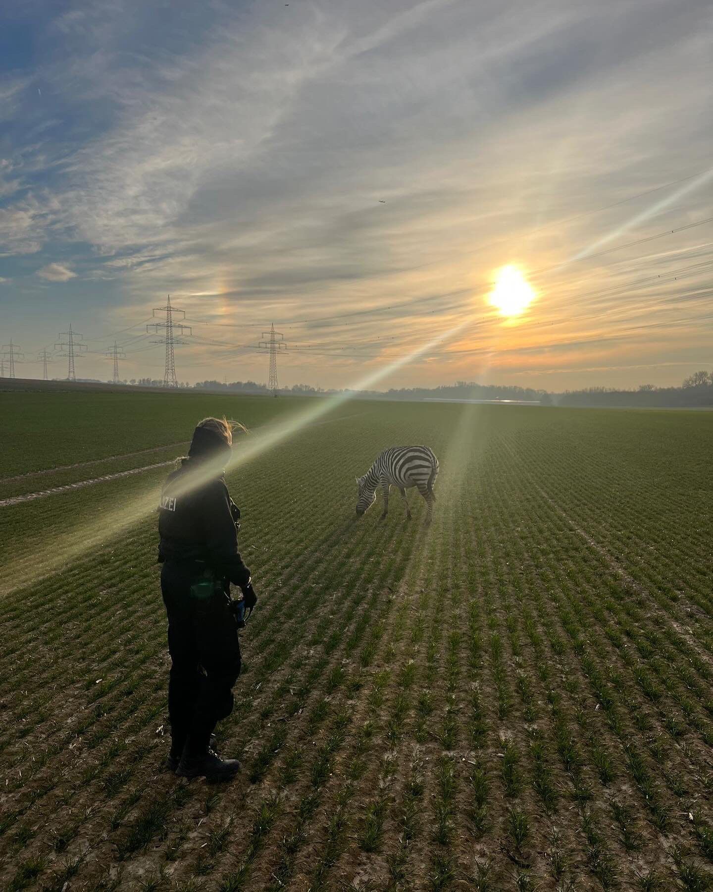 Die Sonne bescheint die Szenerie auf einem Feld, auf dem ein Zebra und ein Polizist stehen, durch einen bewölkten Himmel. Im Hintergrund stehen Strommaste.