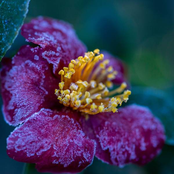 Eine lila Blüte mit gelben Staubgefäßen und Raureif.