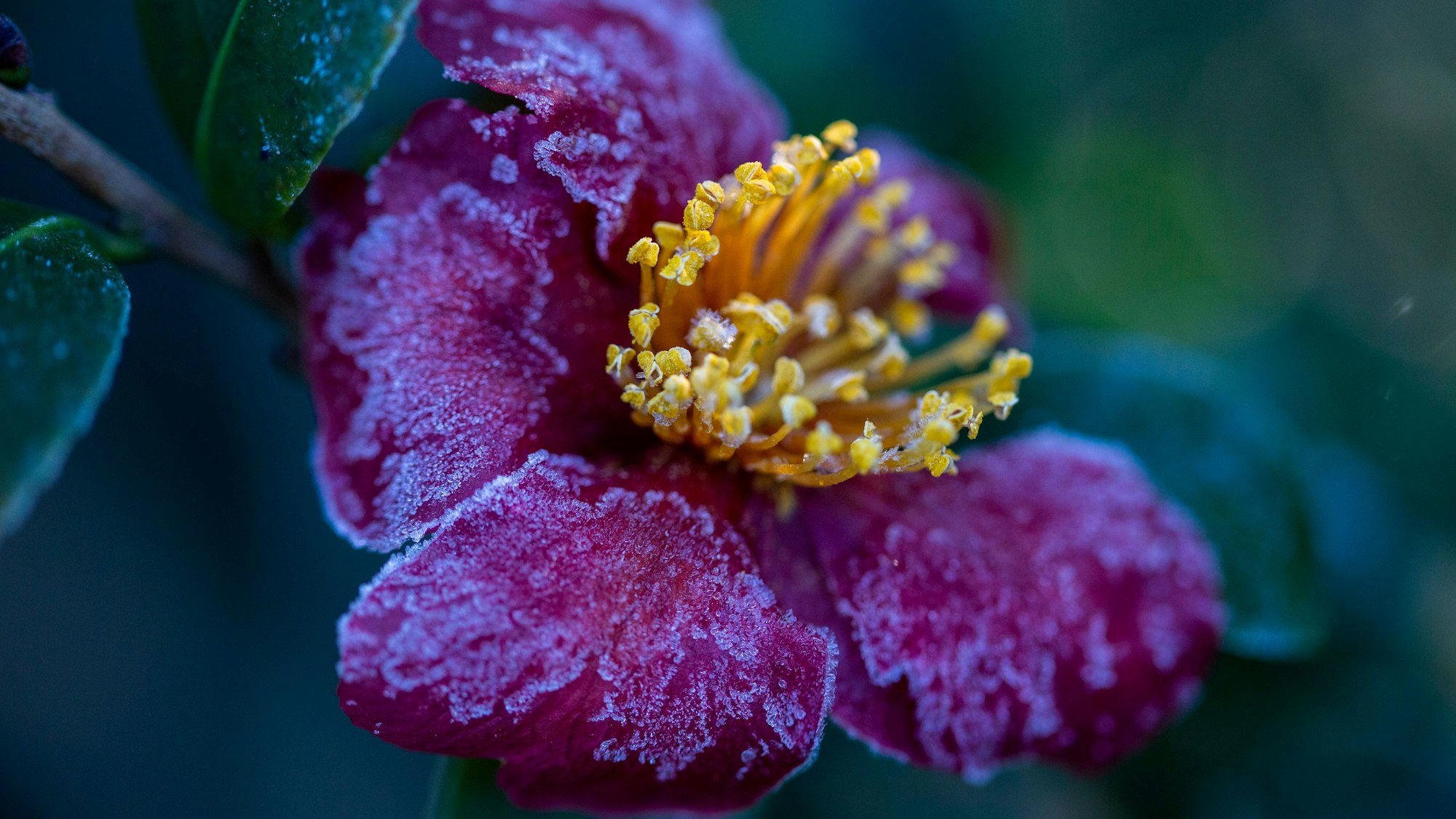 Eine lila Blüte mit gelben Staubgefäßen und Raureif.