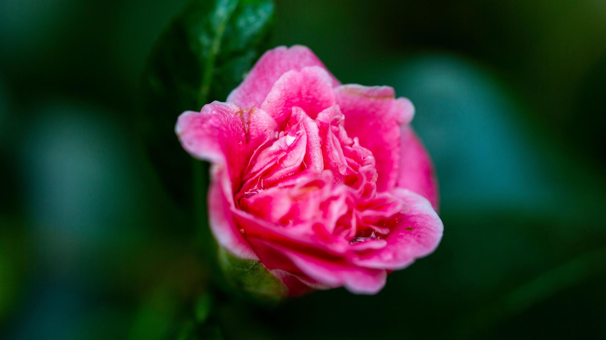 Eine gefüllte Blüte in Pink.