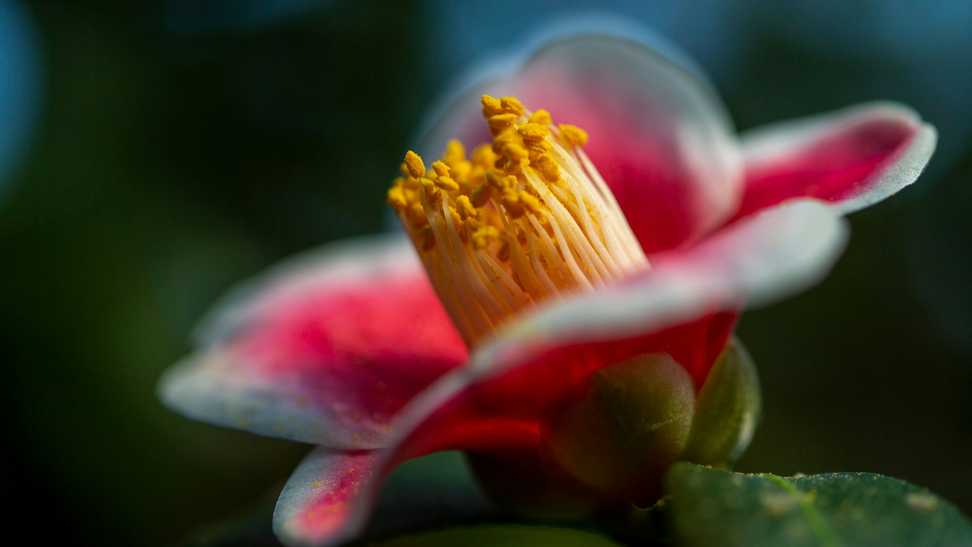 Kamelie mit roten, aber weiß umrandeten Blütenblättern und gelben Staubgefäßen.