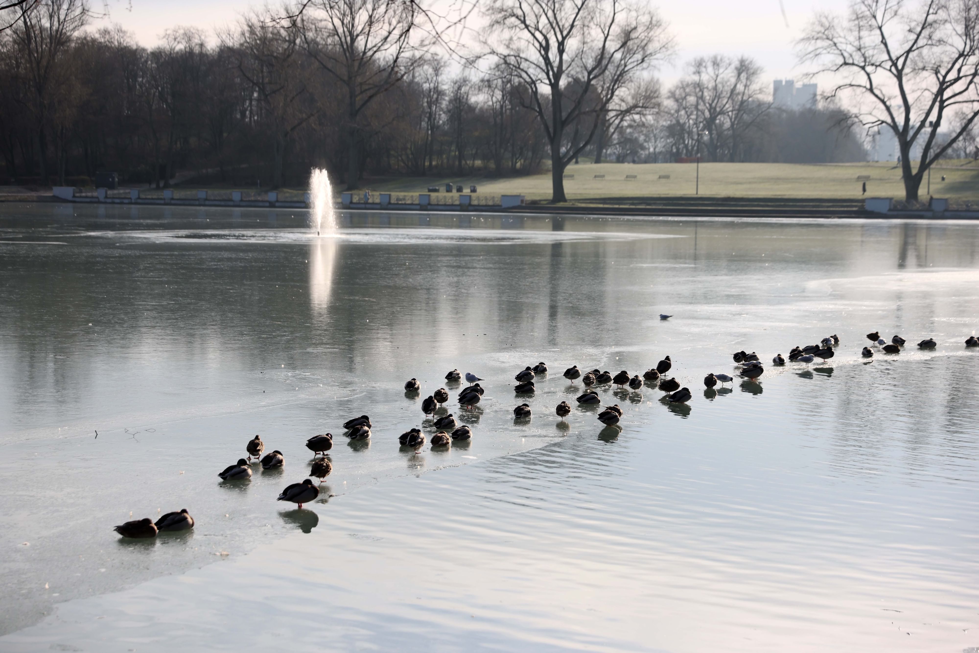 Enten sitzen auf der Eisfläche des teilweise zugefrorenen Aachener Weihers in Köln.