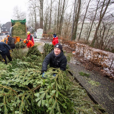 Freiwillige Helfer stapeln ausgediente Weihnachtsbäume an einem Straßenrand.