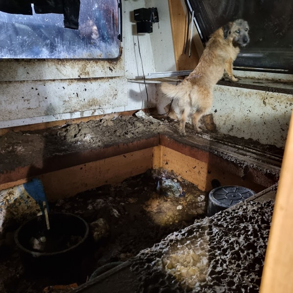 Ein verwahrloster Hund schaut aus einem Fenster