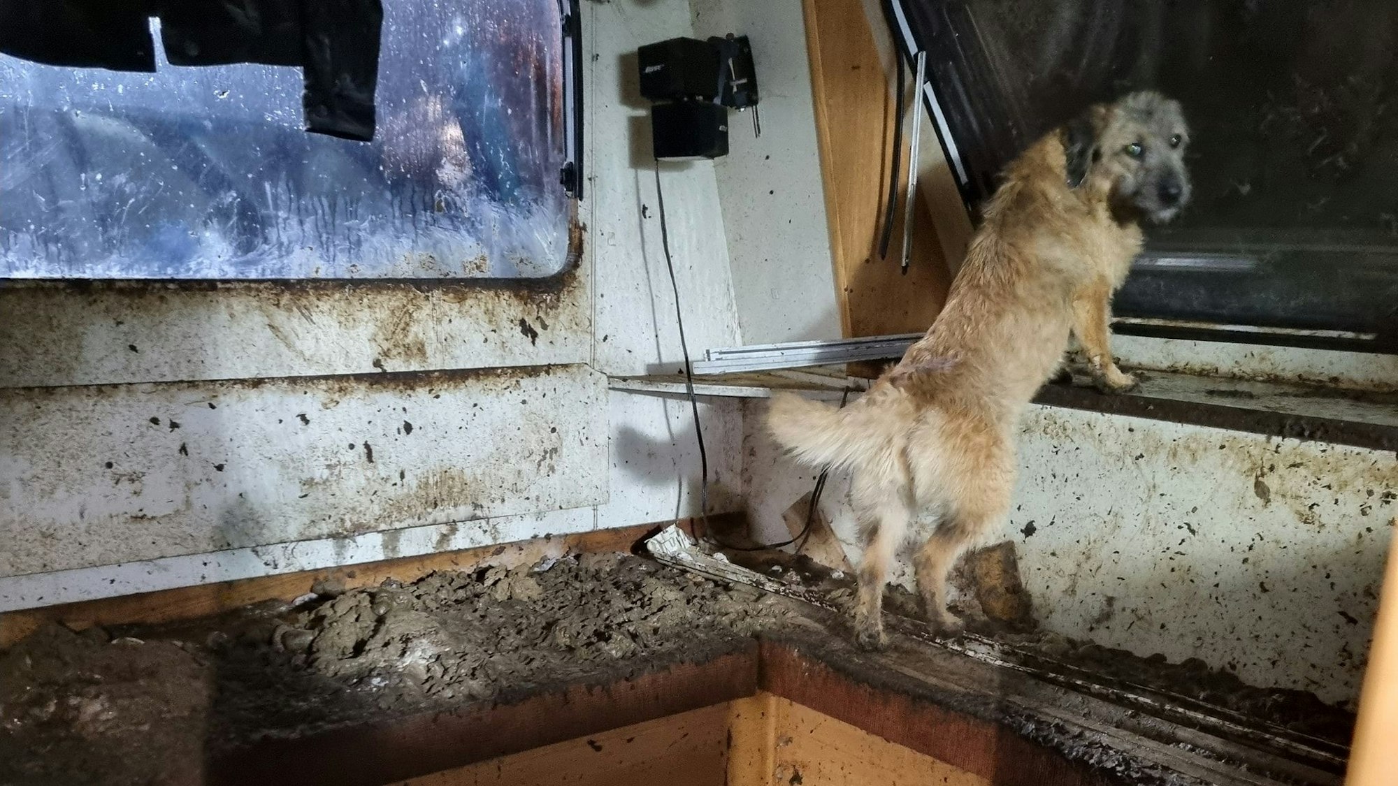 Ein verwahrloster Hund schaut aus einem Fenster