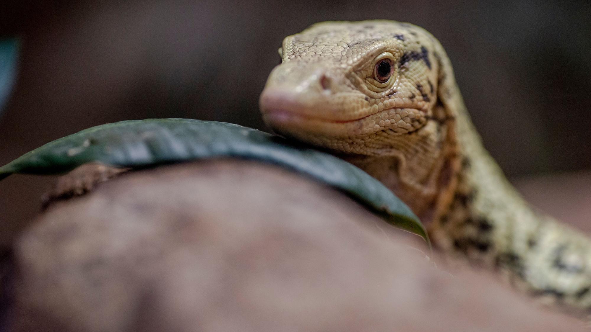 Ein Quittenwaran im Aquarium. Die Tierpatenschaft kostet 350 Euro. Foto: Thilo Schmülgen