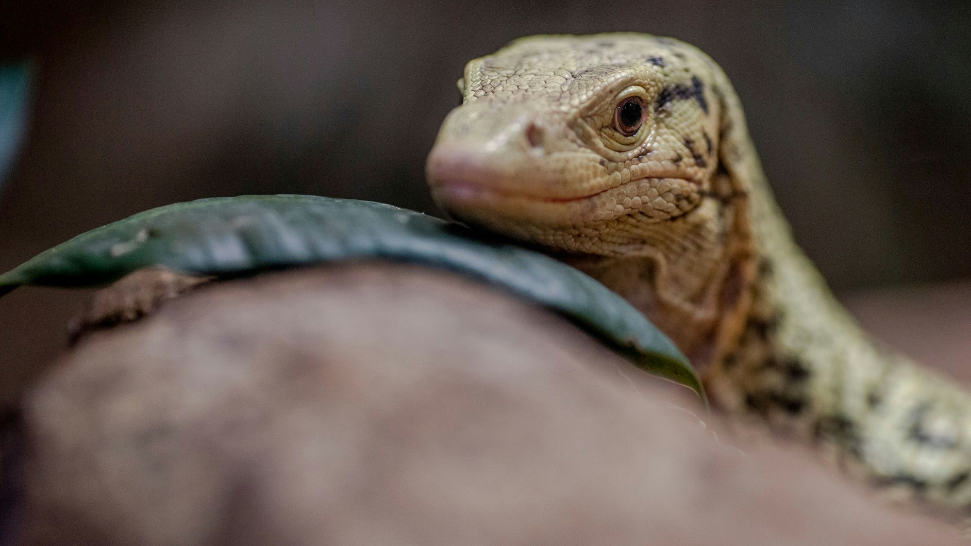 Ein Quittenwaran im Aquarium. Die Tierpatenschaft kostet 350 Euro. Foto: Thilo Schmülgen