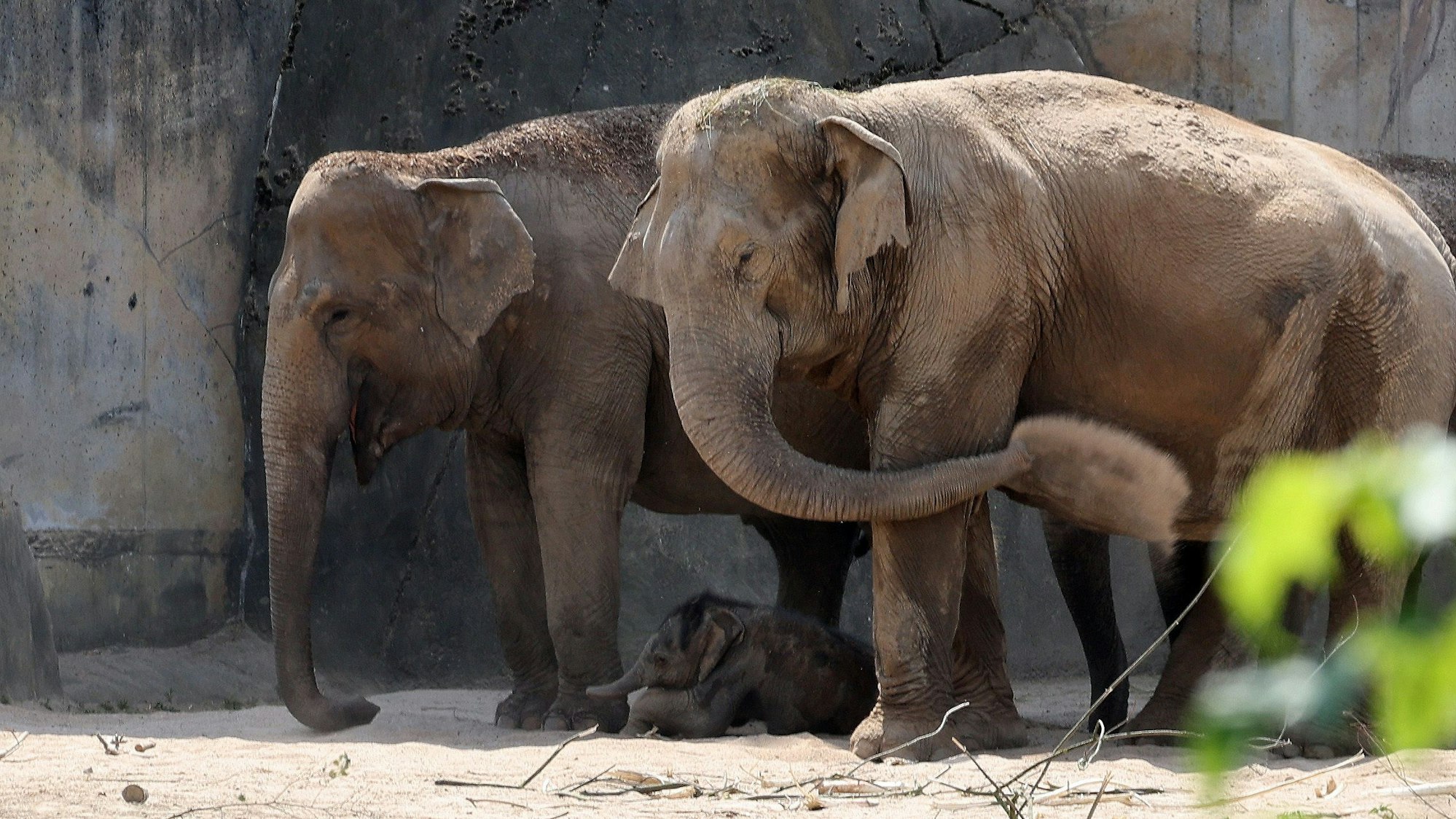 Zwei erwachsene Elefanten, dazwischen liegt ein Elefantenbaby.