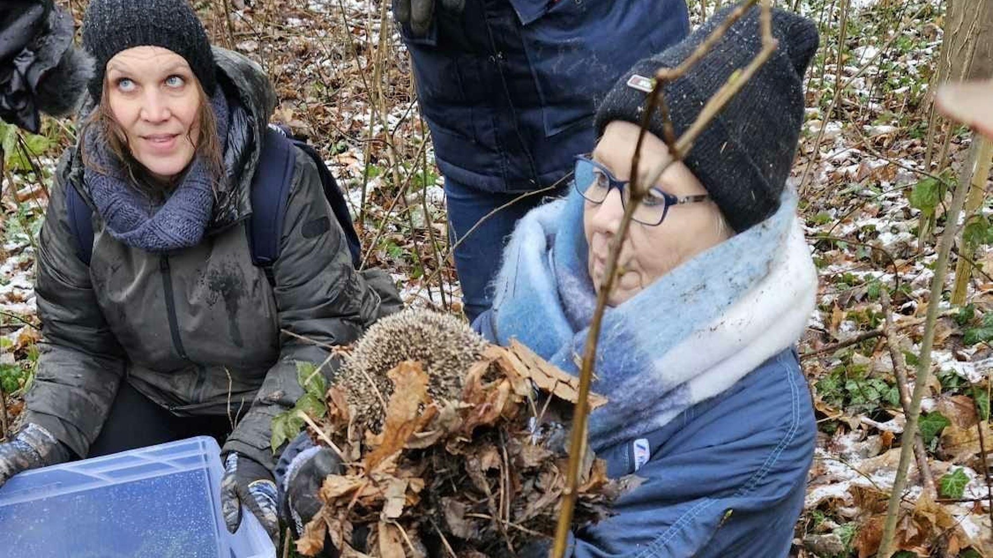Eine Frau in Winterkleidung trägt einen Igel, der auf Laub liegt.