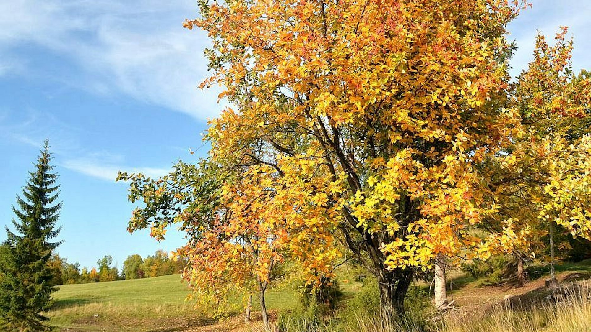 Die Echte Mehlbeere ist der Baum des Jahres 2024.