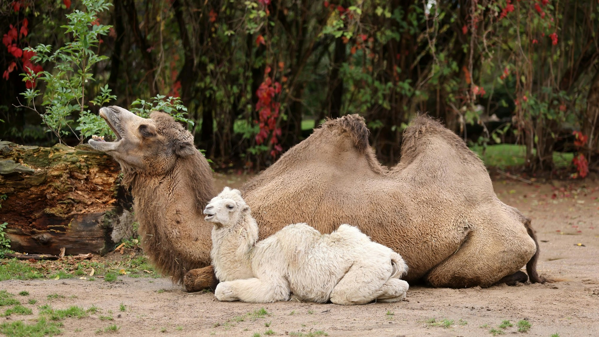 Köln, RSK, Zoo, Trampeltier