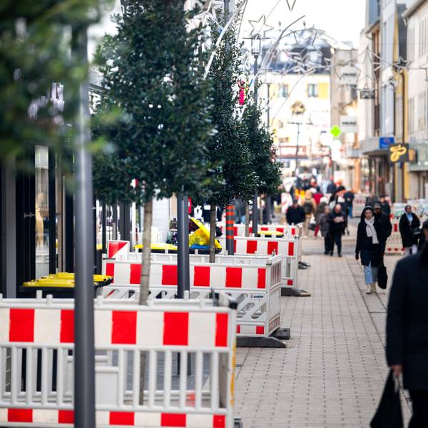 Das Bild zeigt die ersten Stechpalmen, die in der Neustraße im Zuge der Sanierung gepflanzt worden sind.