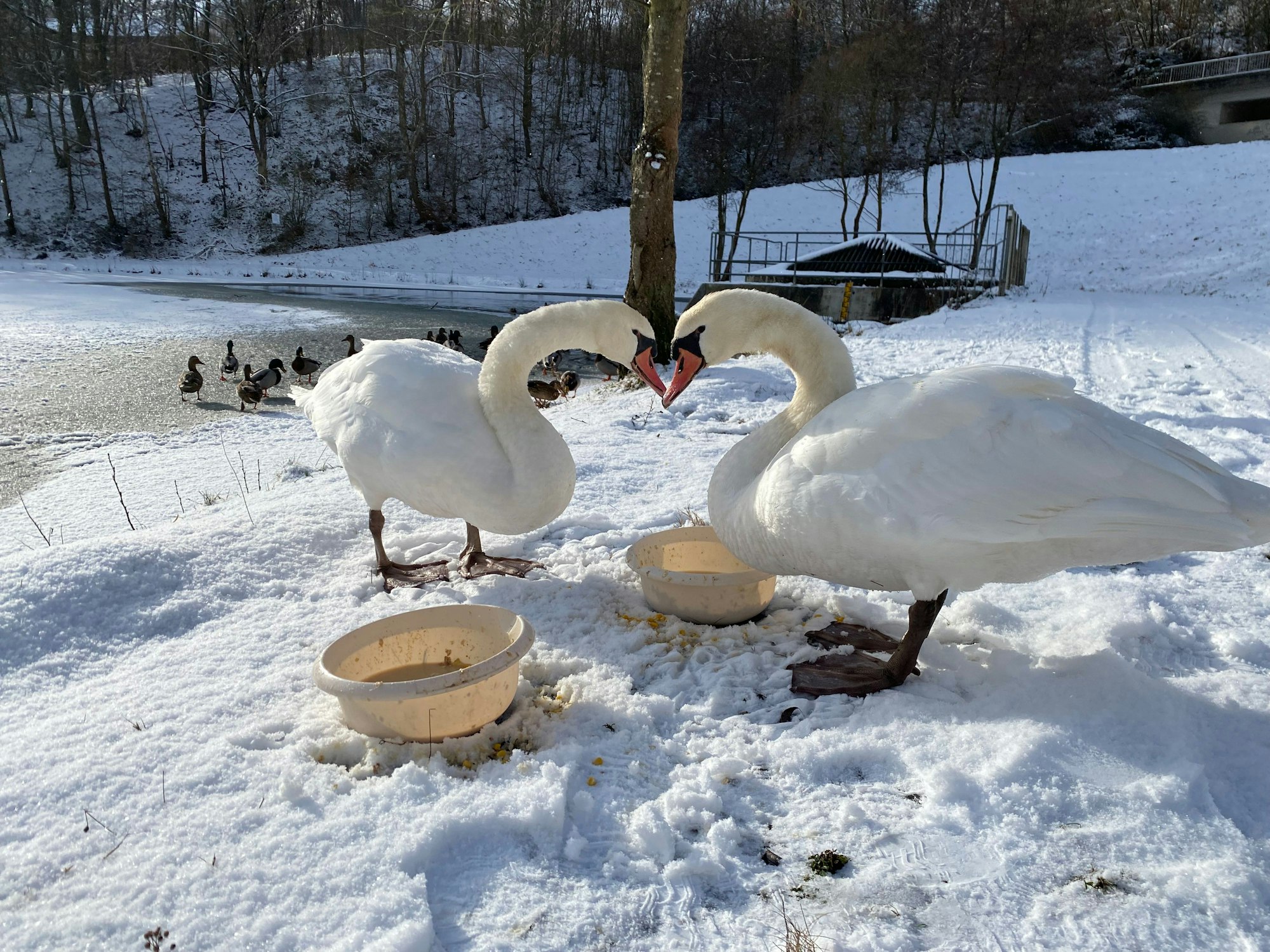 Zwei Schwäne stehen im Schnee.