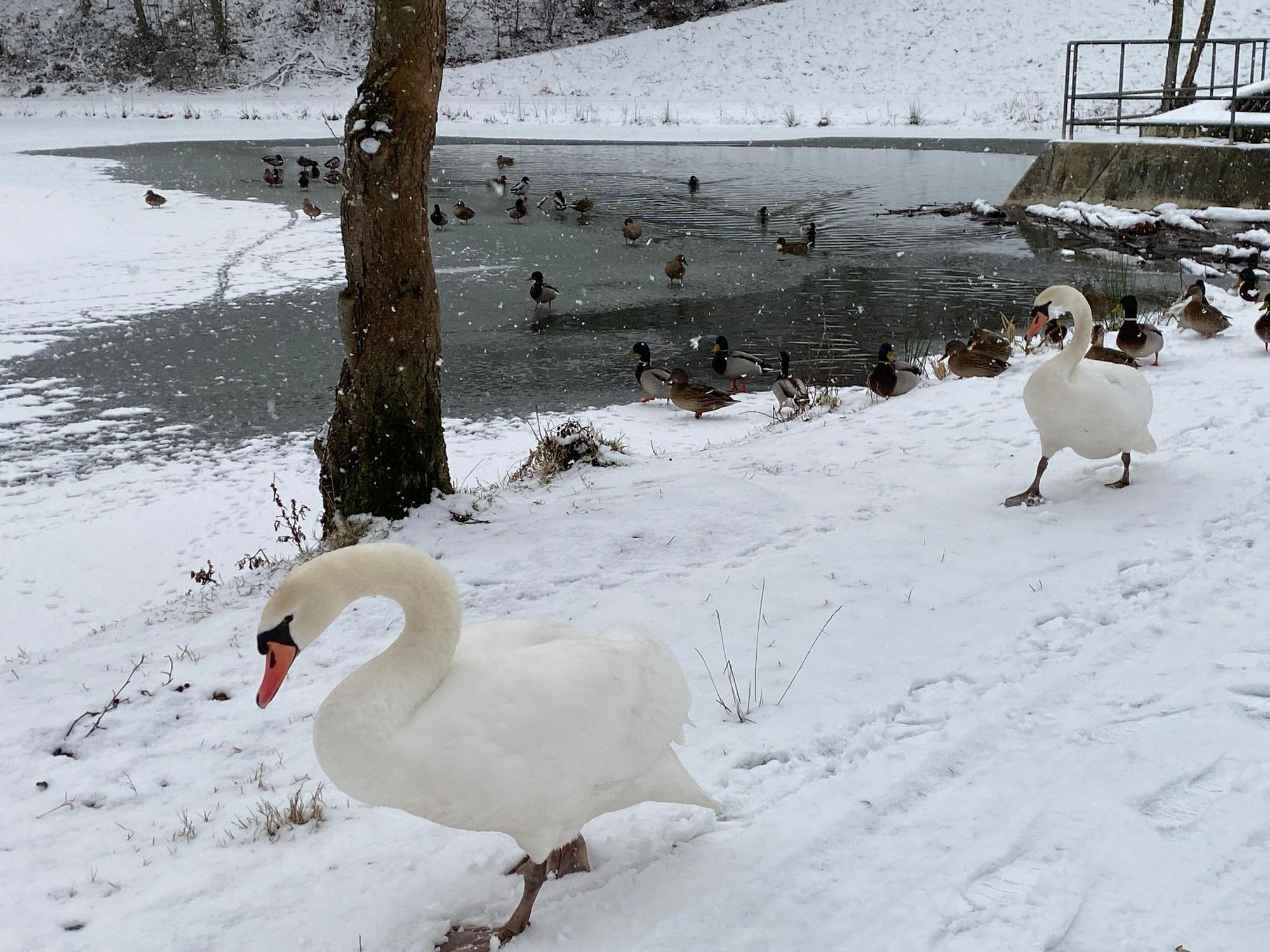 Zwei Schwäne wandern über einen verschneiten Weg.