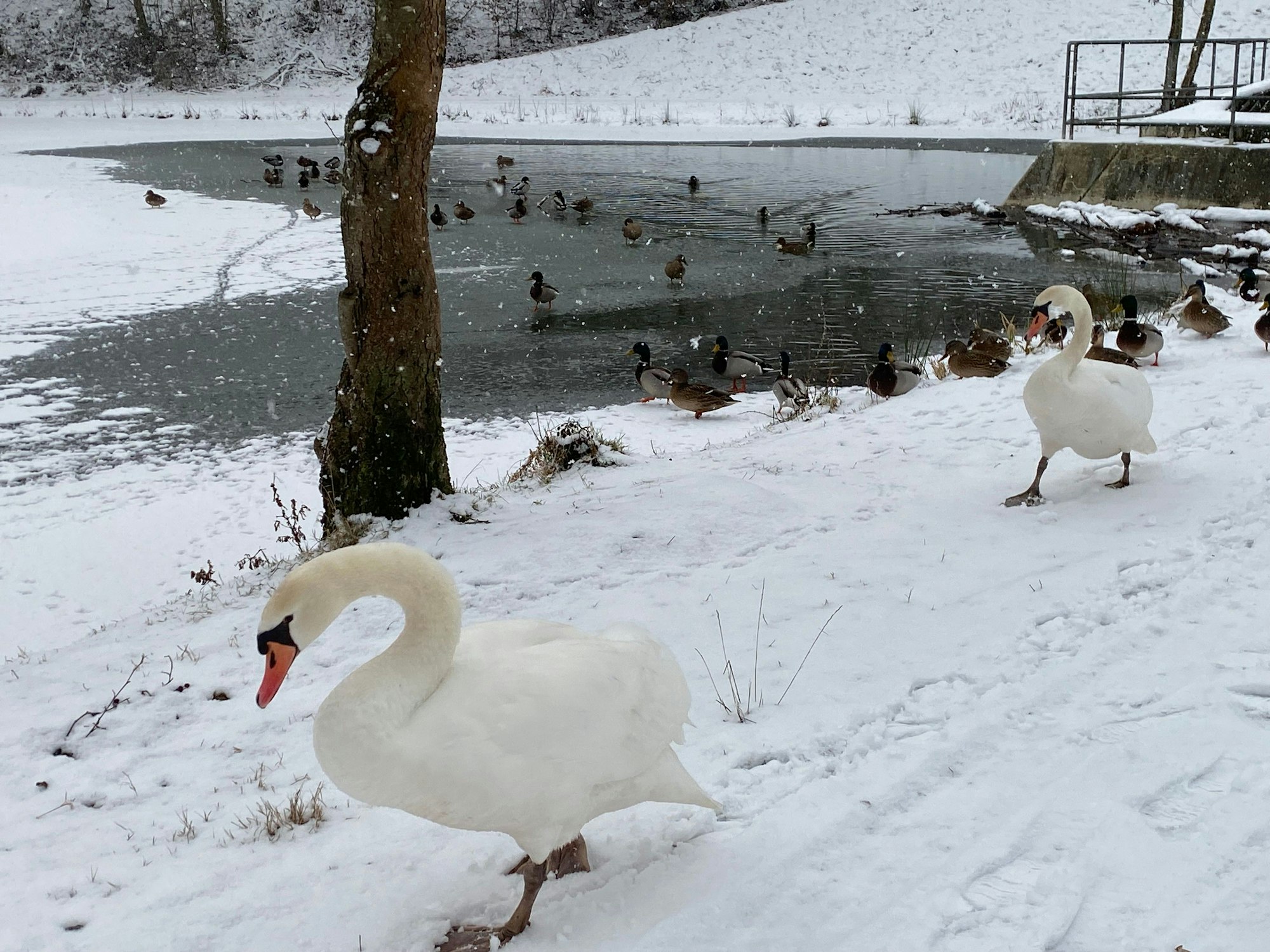 Zwei Schwäne wandern über einen verschneiten Weg.