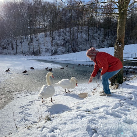 Am Erft-Rückhaltebecken füttert Petra Hartung zwei Schwäne.