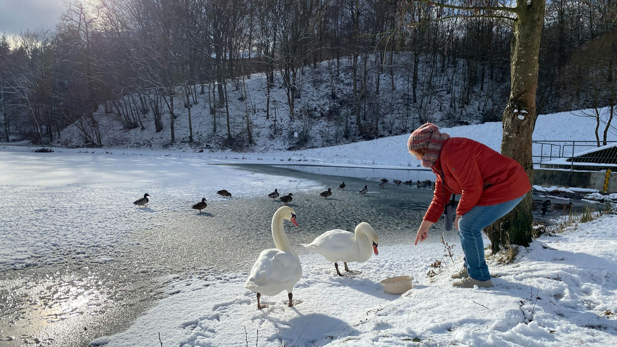Am Erft-Rückhaltebecken füttert Petra Hartung zwei Schwäne.
