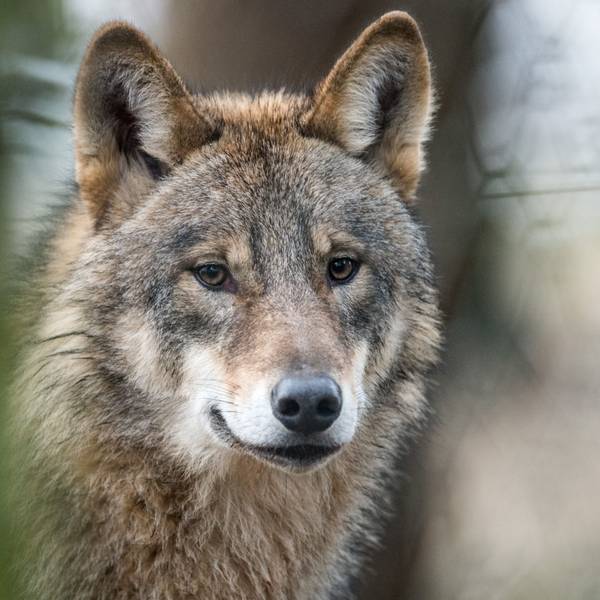 Ein Wolf in einem Gehege. Seit Jahren wird über den Schutz der Wildtiere gestritten. (Symbolbild)