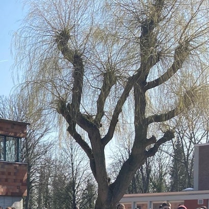 Die Weide, die bisher am Rand des Schulhofes des Bedburger Silverberg-Gymnasiums stand, wurde in den Ferien gefällt.