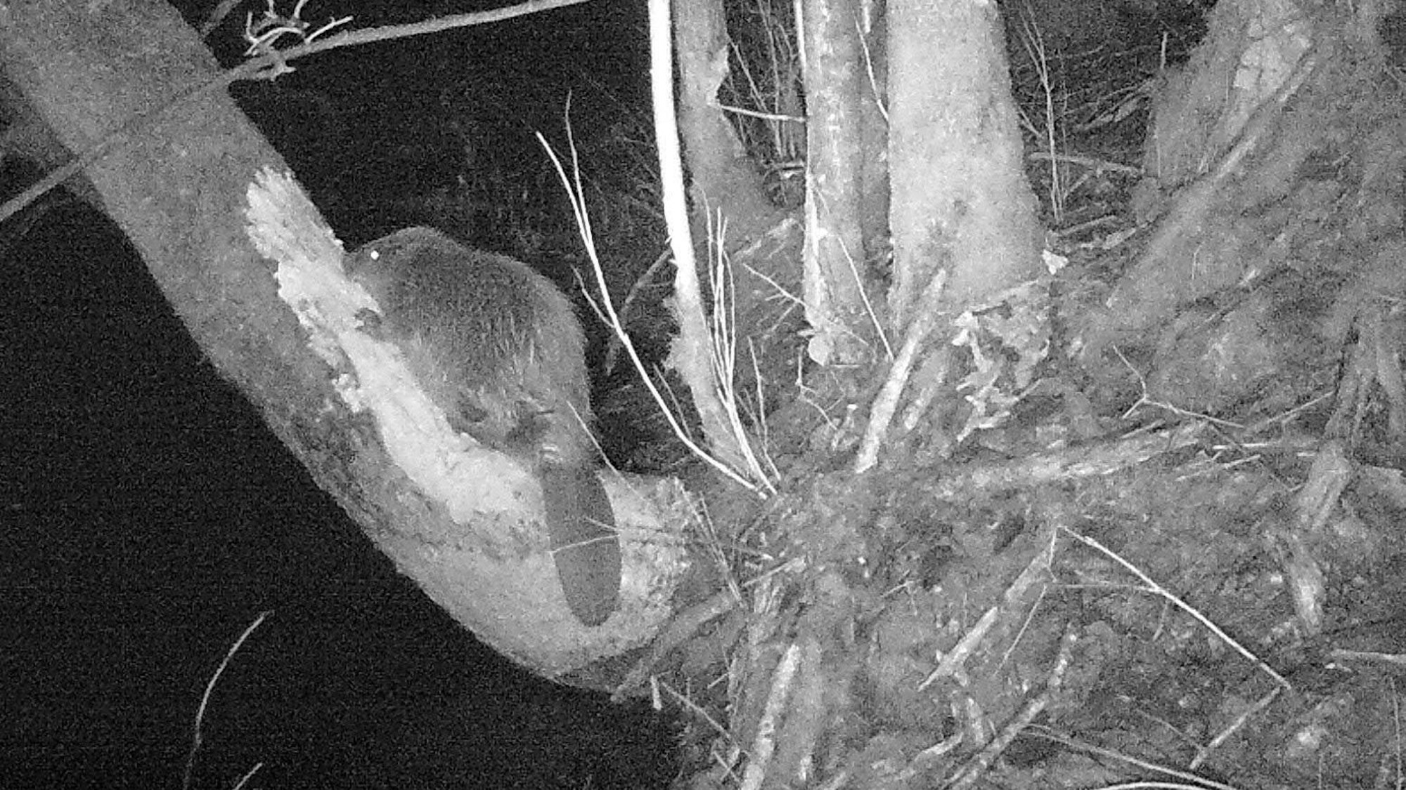 Die Nachtaufnahme eines Bibers.