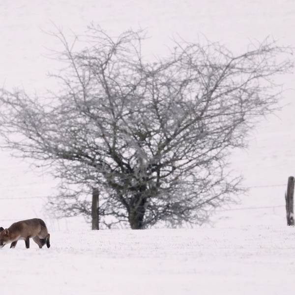 Blankenheim in der Eifel: Ein Fuchs schnürt am Mittwoch (17. Januar) durch den Schnee. In der Eifel fielen teilweise bis zu 16 Zentimeter Neuschnee.